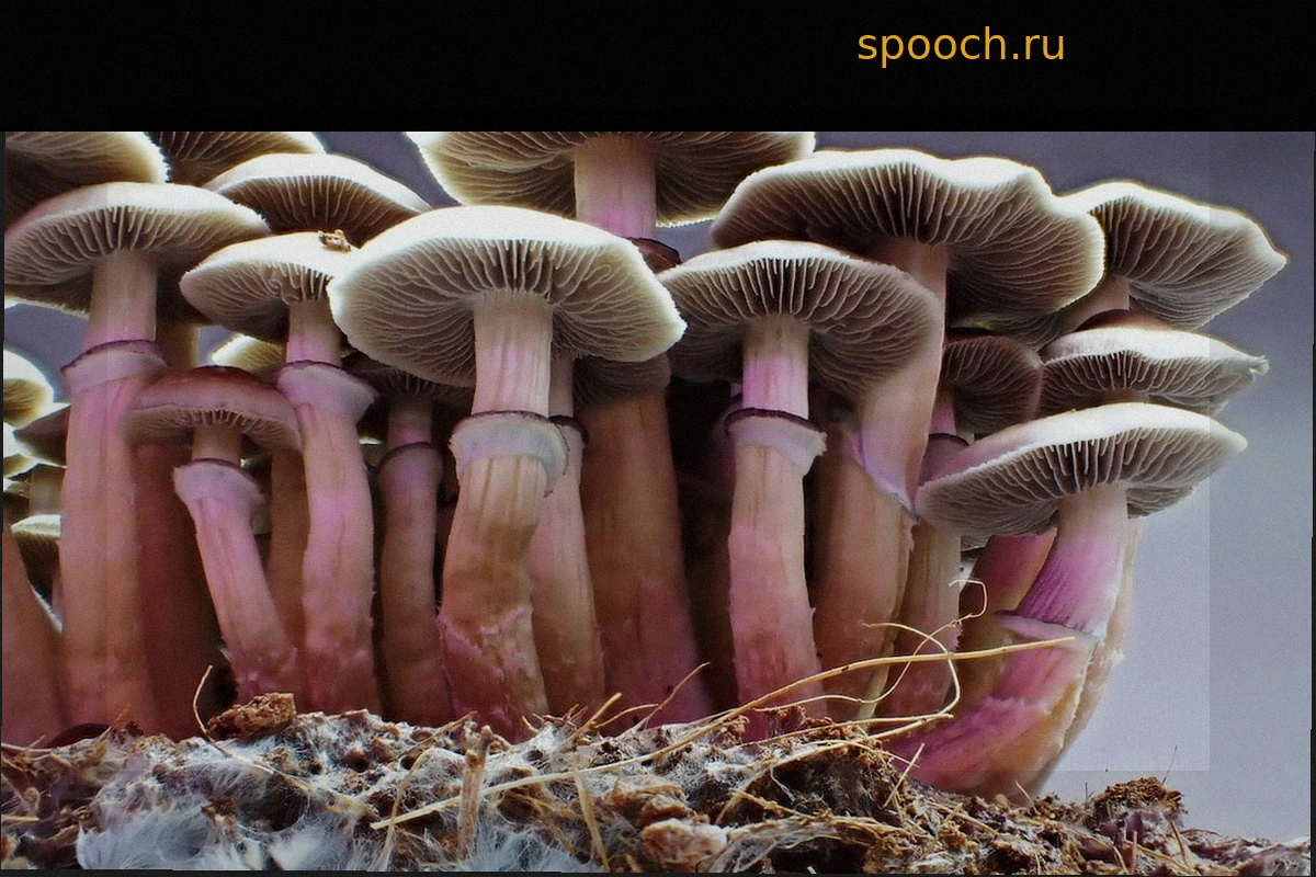 Могут ли галлюциногенные грибы действительно лечить депрессию?