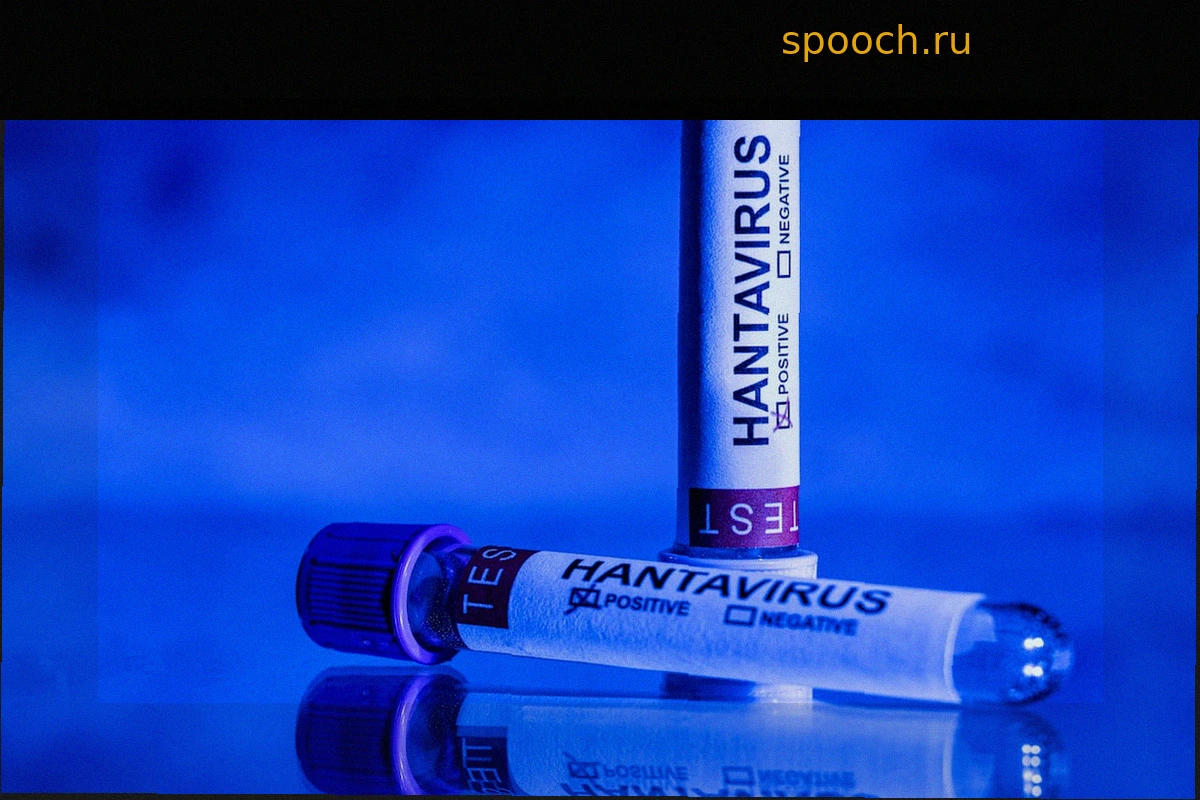 Хантавирус: почему ученые исключают сценарий COVID-19